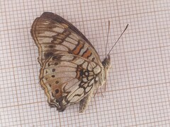 Junonia sophia sophia