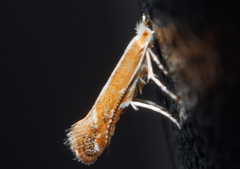 Cremastobombycia solidaginis