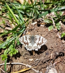 Melanargia grumi