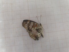 Junonia sophia sophia