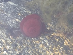 Actinia equina
