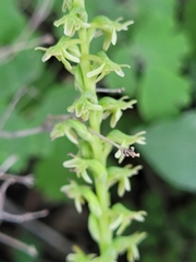 Platanthera unalascensis