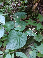 Pachyphragma macrophyllum