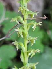 Platanthera unalascensis