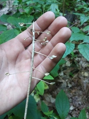 Pachyphragma macrophyllum