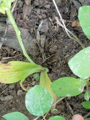 Platanthera unalascensis