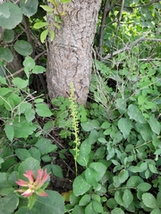 Platanthera unalascensis