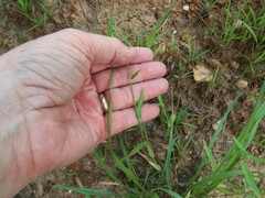 Dichanthelium leucothrix