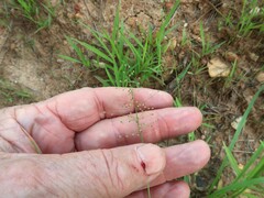 Dichanthelium leucothrix