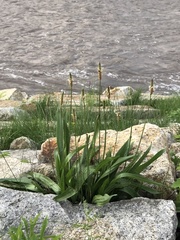 Plantago lanceolata