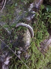 Pachyiulus krivolutskyi