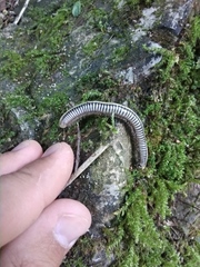 Pachyiulus krivolutskyi