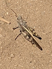 Cratypedes neglectus