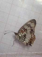 Junonia sophia sophia