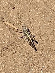 Cratypedes neglectus