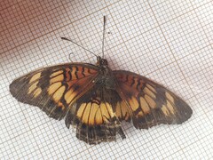 Junonia sophia sophia