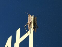 Epacromiini