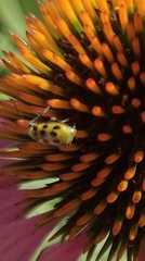 Diabrotica undecimpunctata