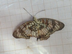 Junonia sophia sophia