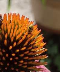 Diabrotica undecimpunctata