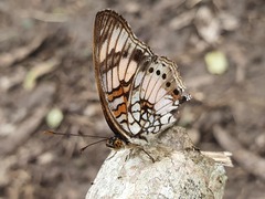 Junonia sophia sophia