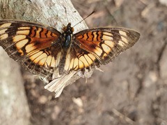 Junonia sophia sophia