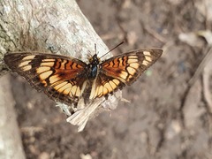 Junonia sophia sophia