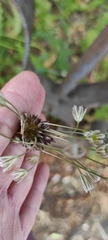 Allium oleraceum