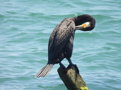 Phalacrocorax carbo