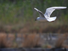 Chroicocephalus genei