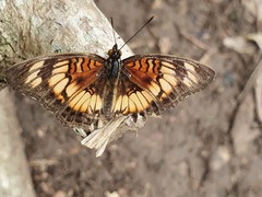 Junonia sophia sophia