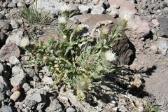 Cirsium inamoenum