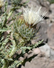 Cirsium inamoenum