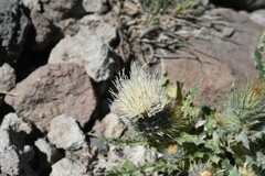 Cirsium inamoenum