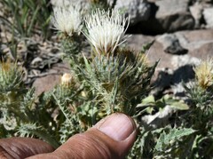 Cirsium inamoenum