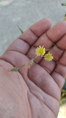 Lactuca serriola