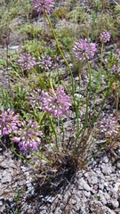 Allium cretaceum
