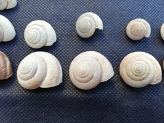 Leucozonella angulata