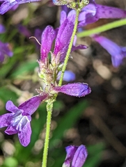 Penstemon gracilentus