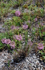 Allium cretaceum