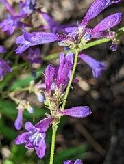 Penstemon gracilentus