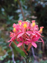 Epidendrum