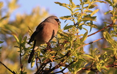 Pyrrhula owstoni