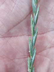 Elymus repens