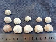 Leucozonella angulata