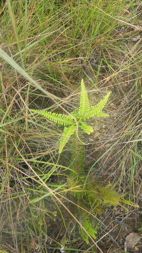 Dicranopteris linearis image