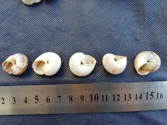 Leucozonella angulata