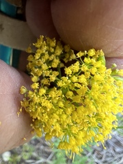 Lomatium brandegeei