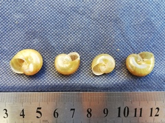 Macrochlamys turanica