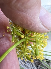Lomatium brandegeei